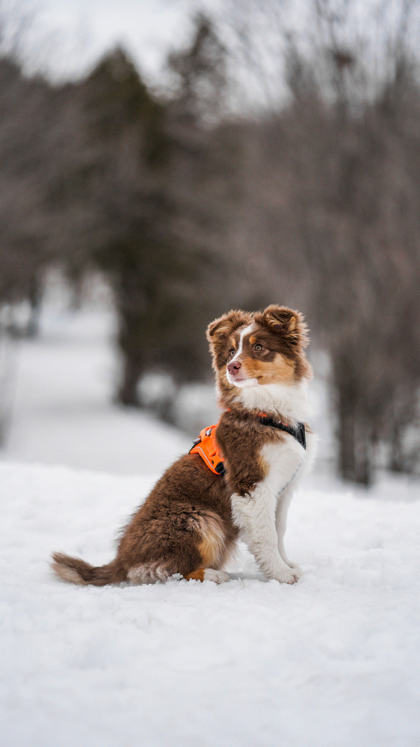Ramble harness (11)