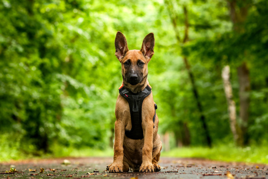 Ramble harness (12)