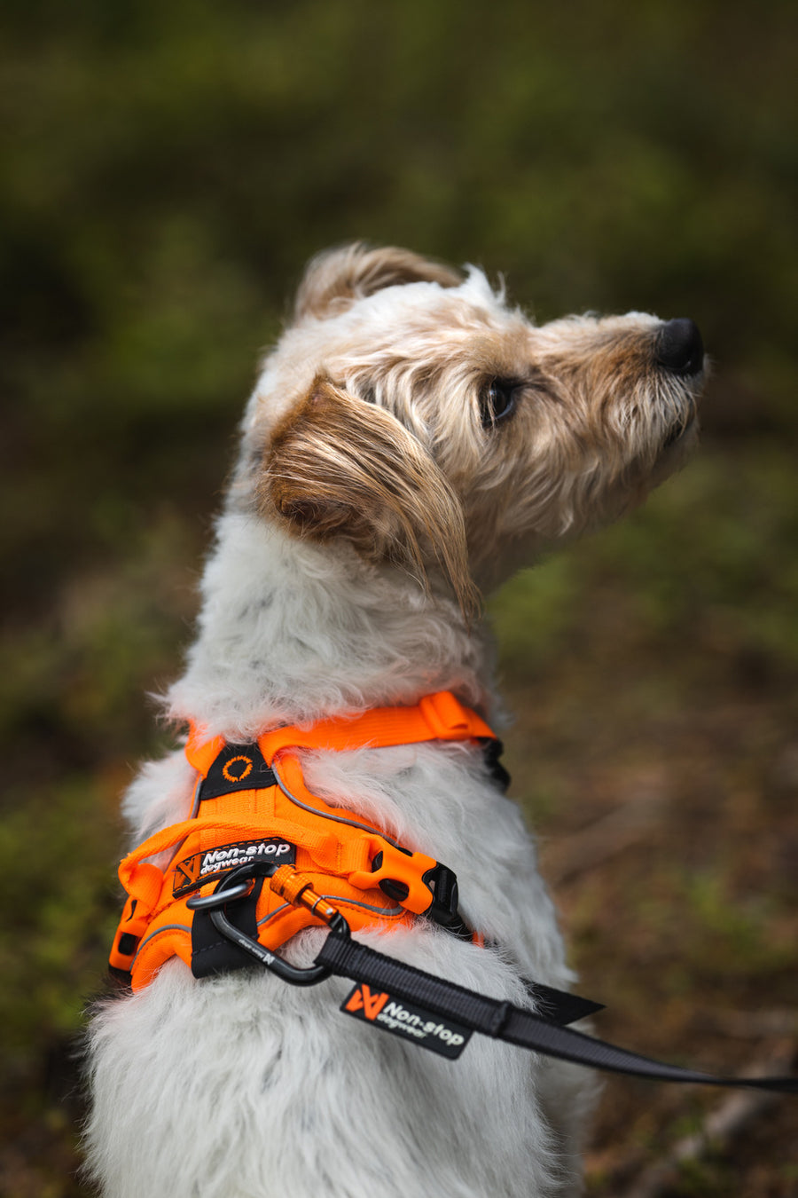 Ramble harness (14)