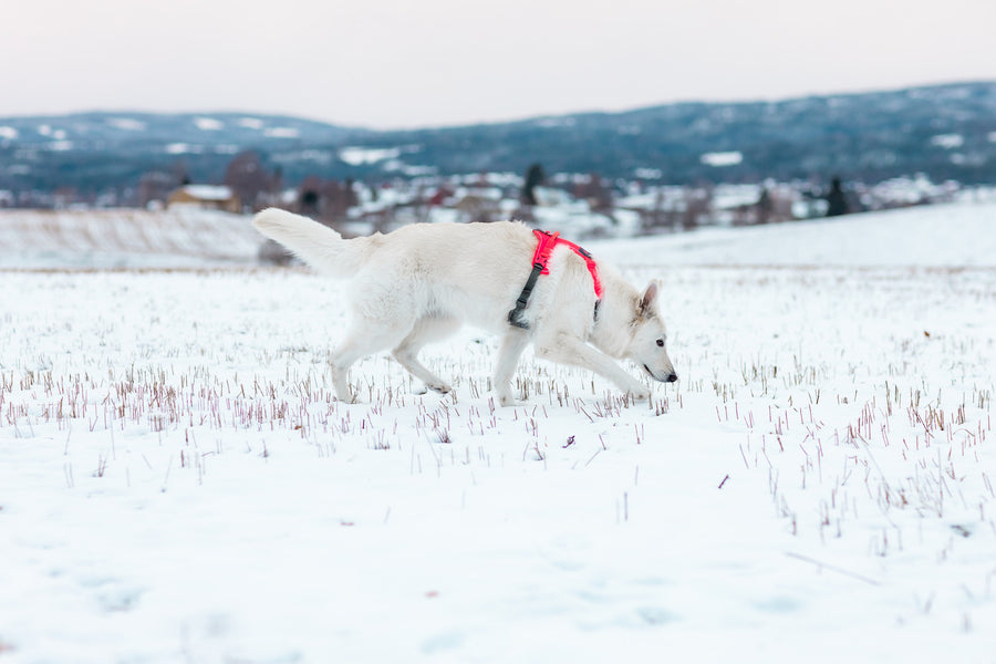 Ramble harness (17)