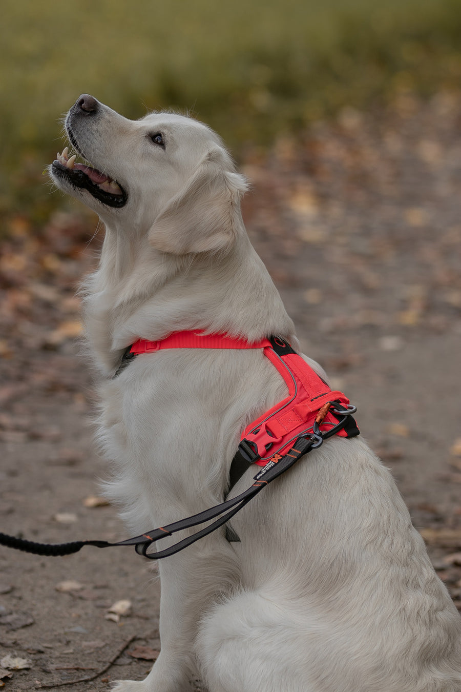 Ramble harness (20)