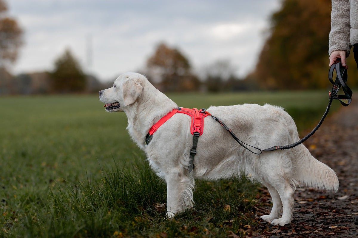 Ramble harness (19)