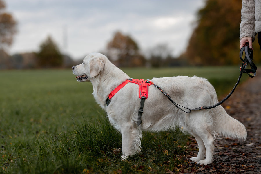 Ramble harness (19)