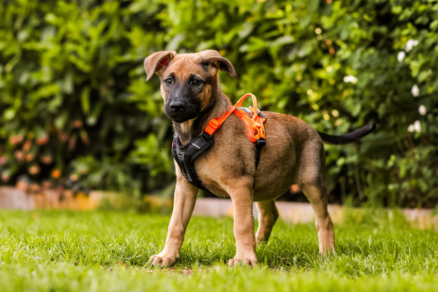 Ramble harness (16)