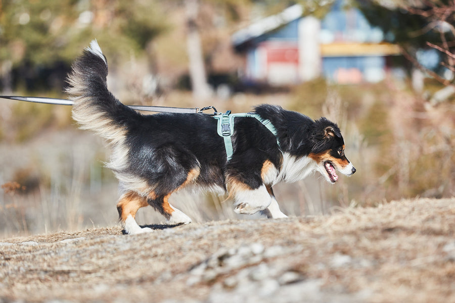 Ramble harness (8)