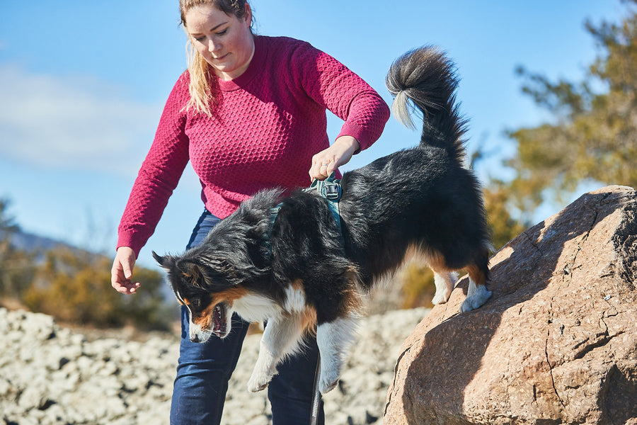 Ramble harness (9)