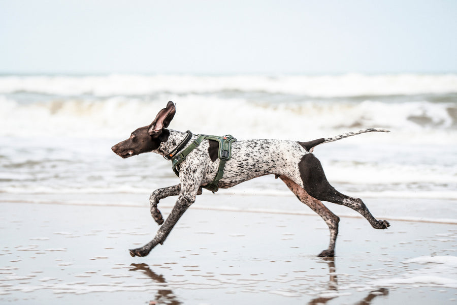 Ramble harness (10)