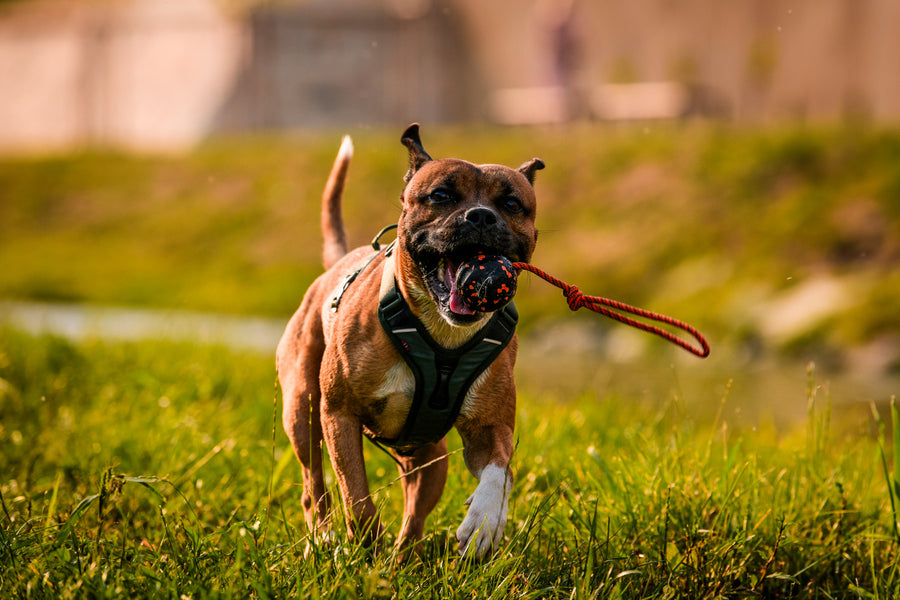 Ramble harness (1)
