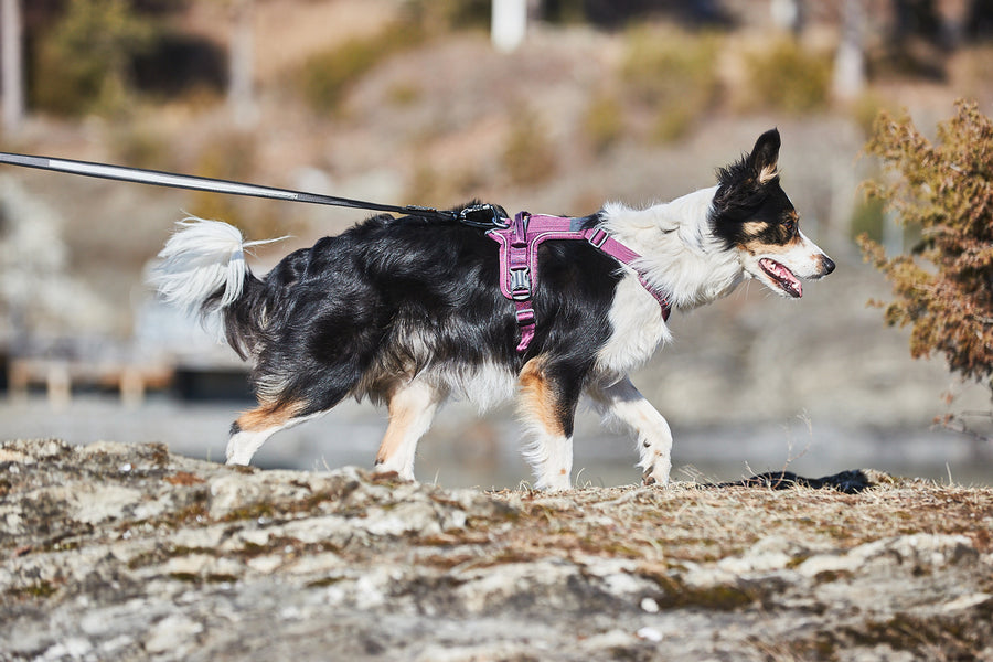 Ramble harness (5)