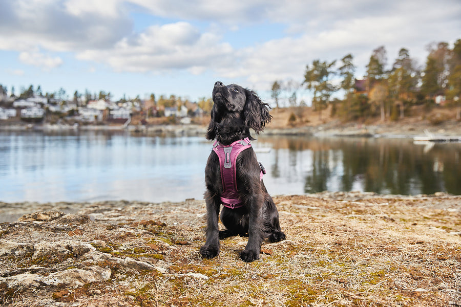 Ramble harness (6)