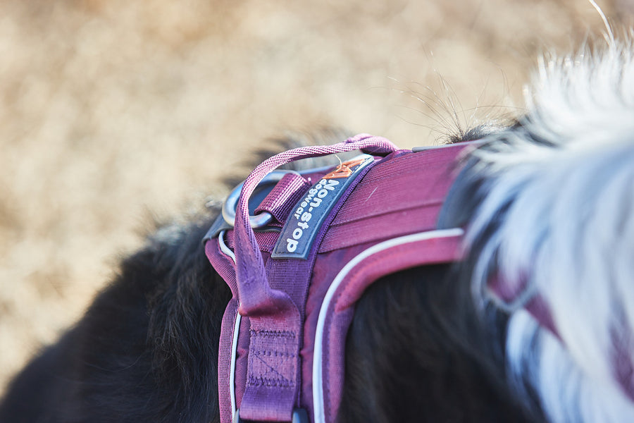 Ramble harness (7)