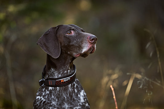 Rock collar 3.0 (1)