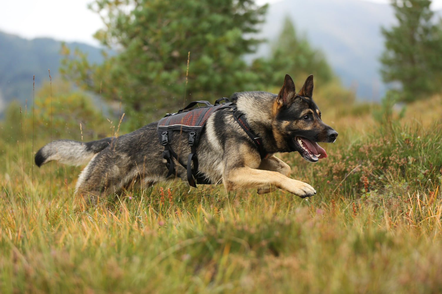 Rock harness long (2)