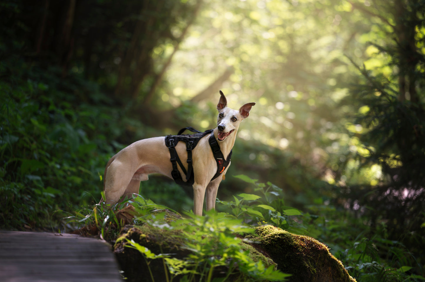 Rock harness long (1)