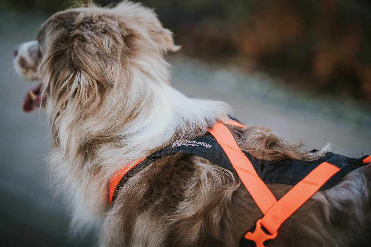 Rush harness (5)
