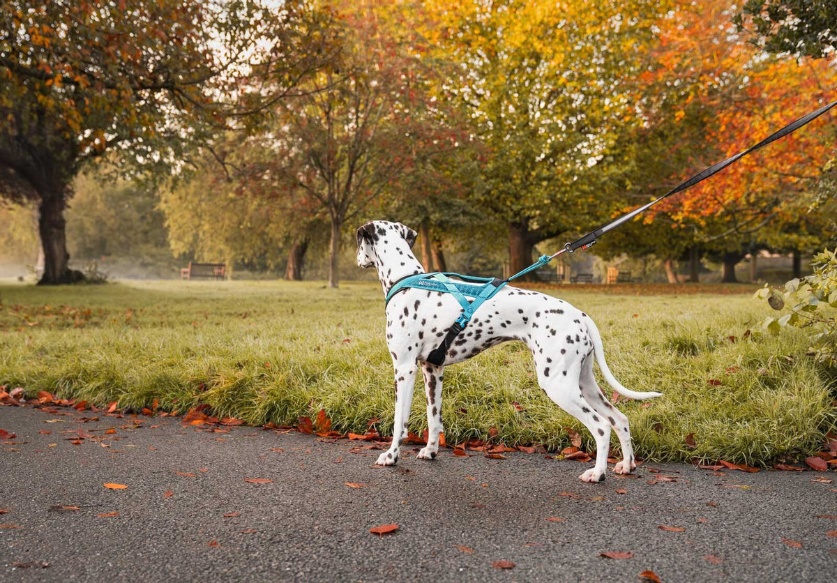 Rush harness (9)