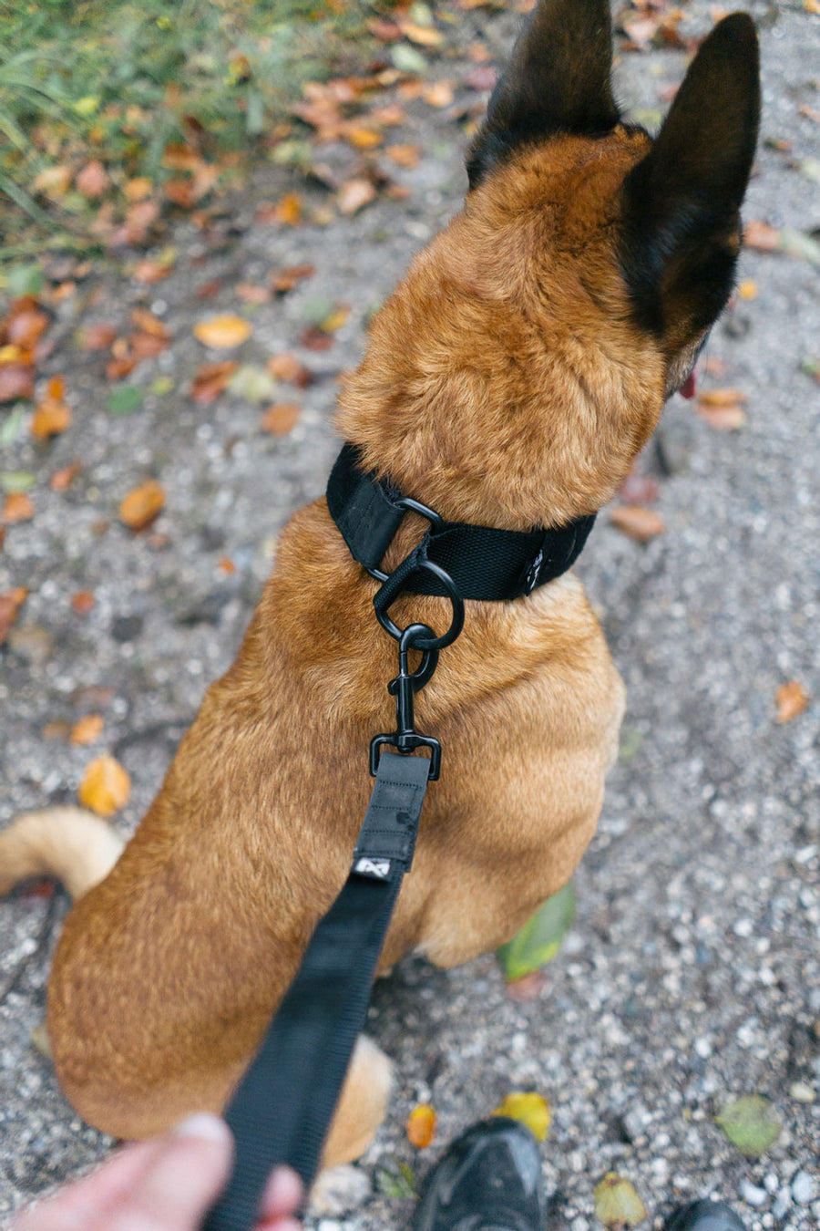 Security strap WD (2)