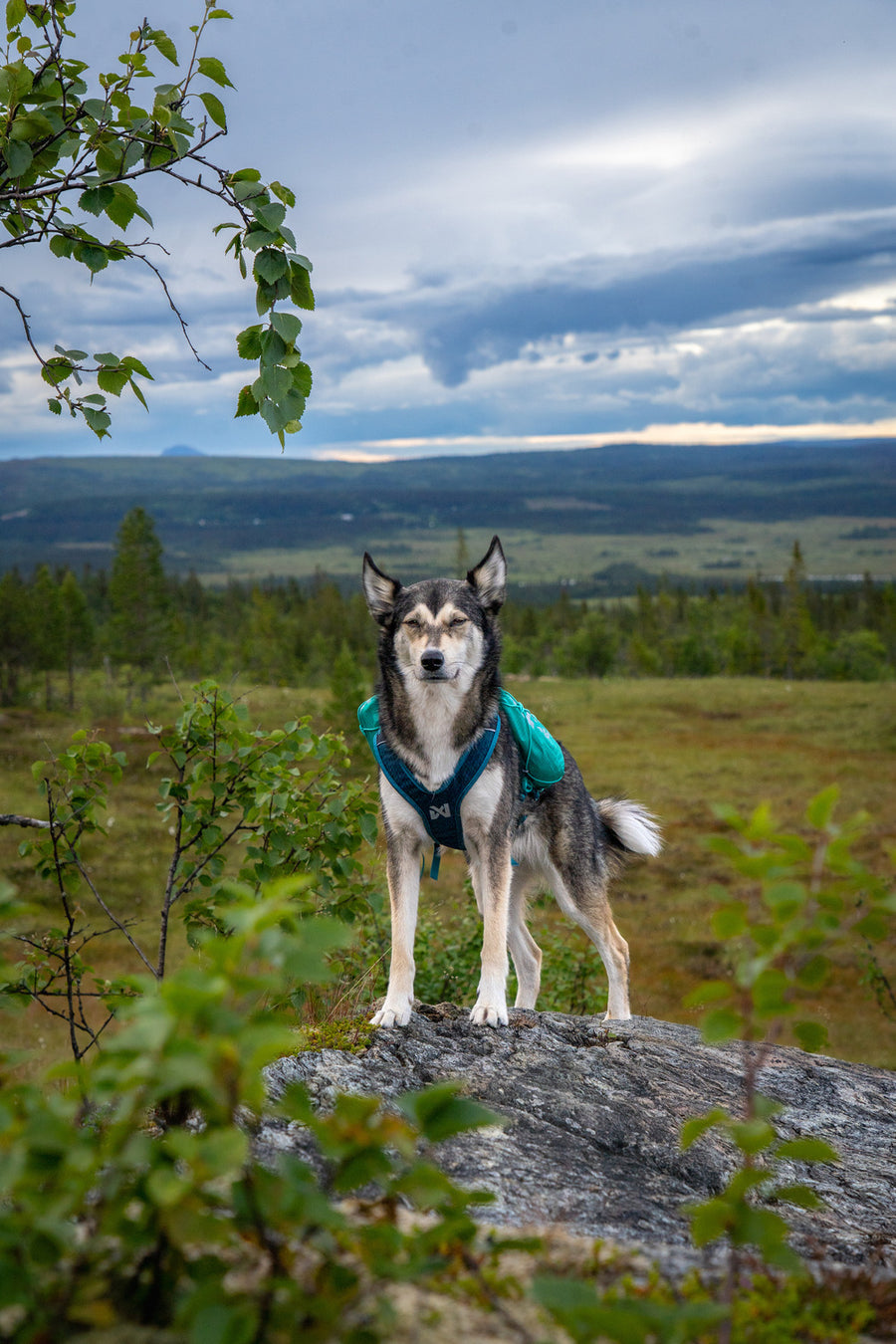 Trail light dog backpack (5)