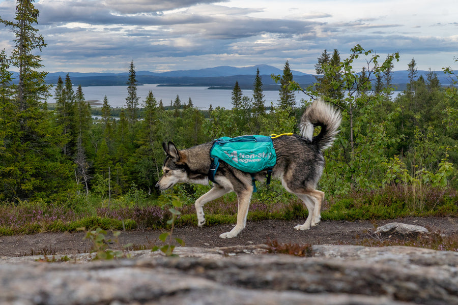 Trail light dog backpack (3)