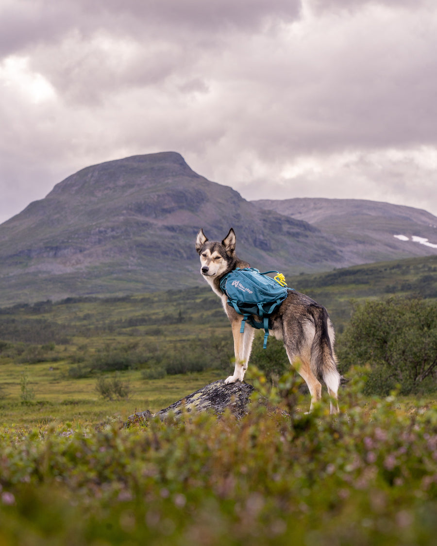 Trail quest dog backpack (9)