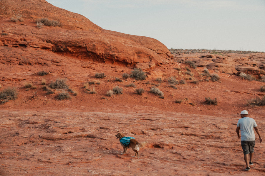 Trail quest dog backpack (5)