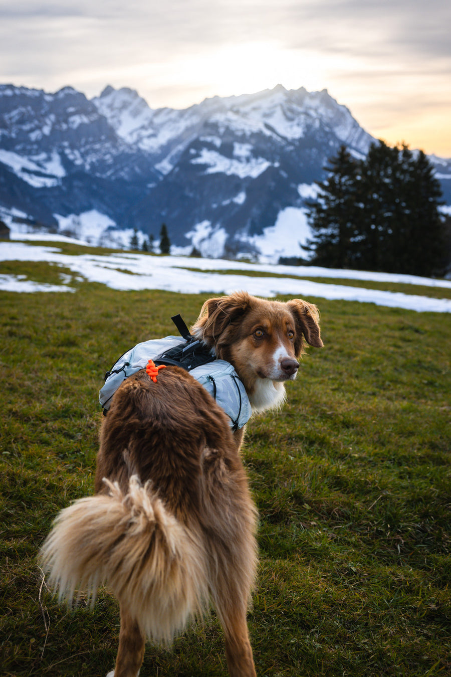 Trail light dog backpack (4)
