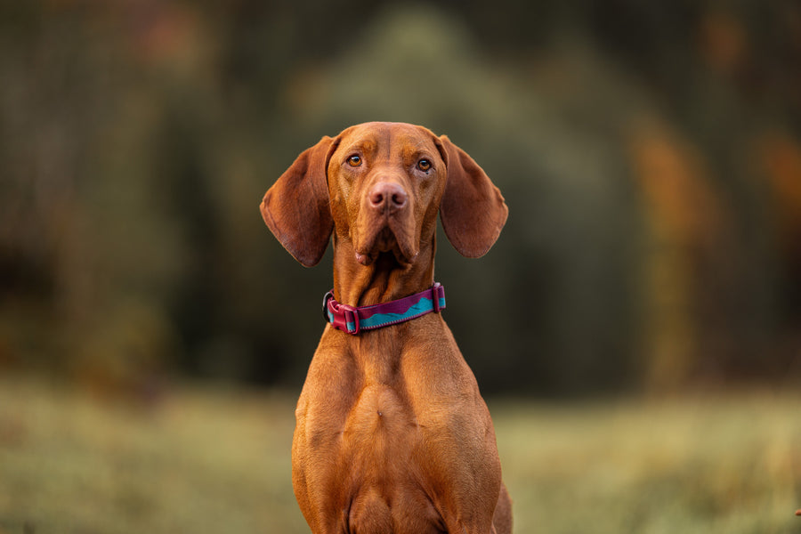 Trail quest collar (4)
