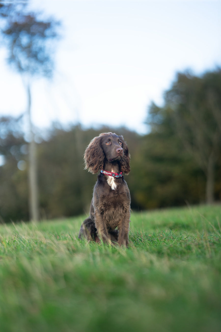 Trail quest collar (3)