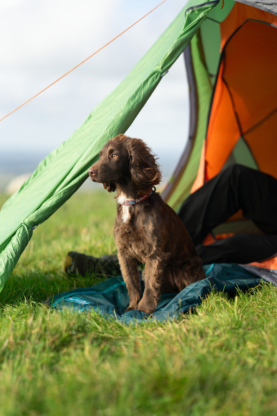 Trekking dog bed (7)