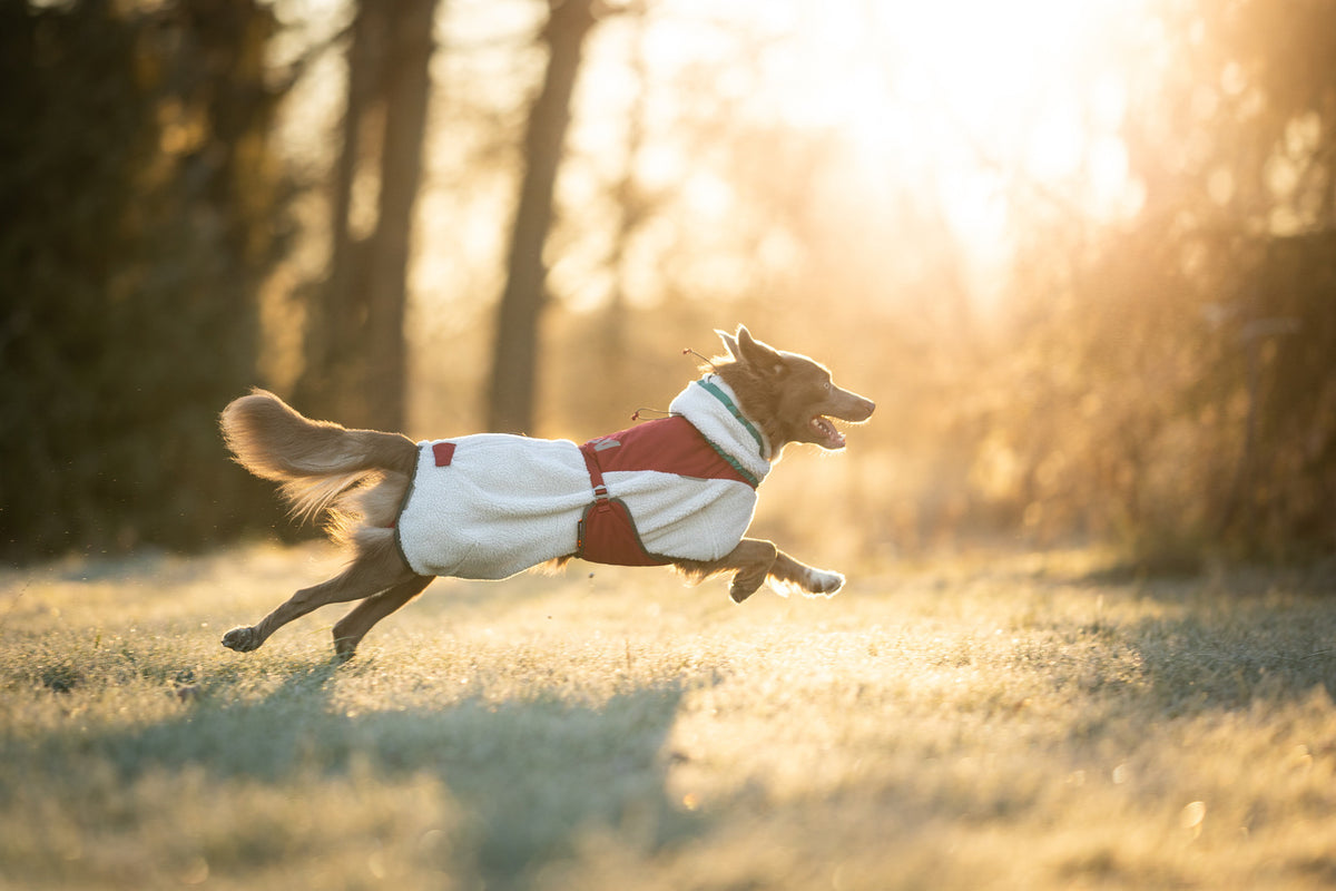 Trekking fleece dog jacket (2)