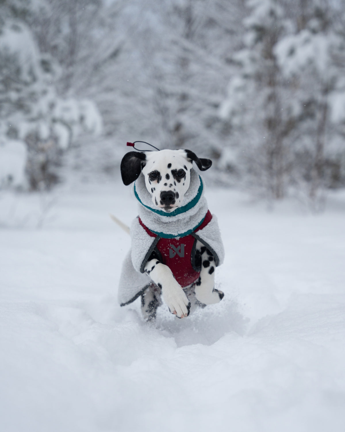 Trekking fleece dog jacket (5)