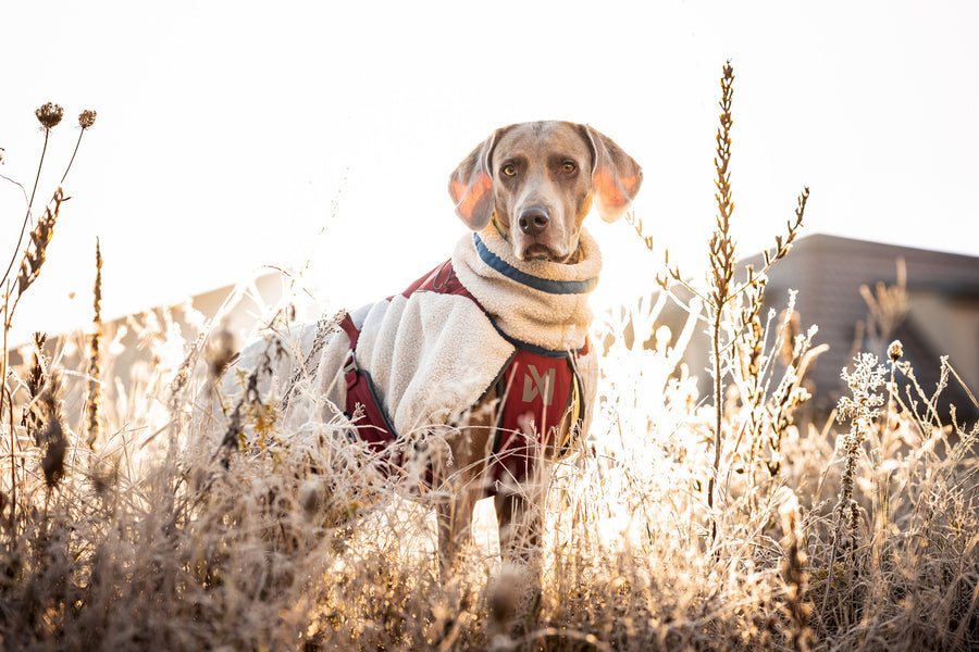 Trekking fleece dog jacket (6)