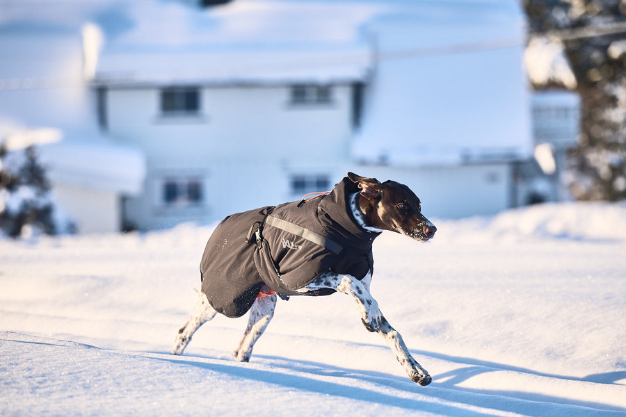 Trekking insulated dog jacket (3)
