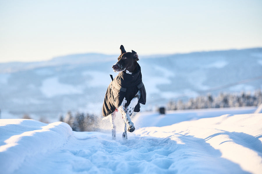 Trekking insulated dog jacket (2)