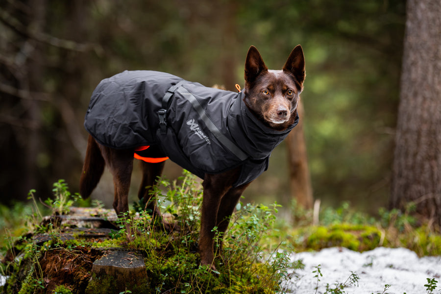 Trekking insulated dog jacket (4)