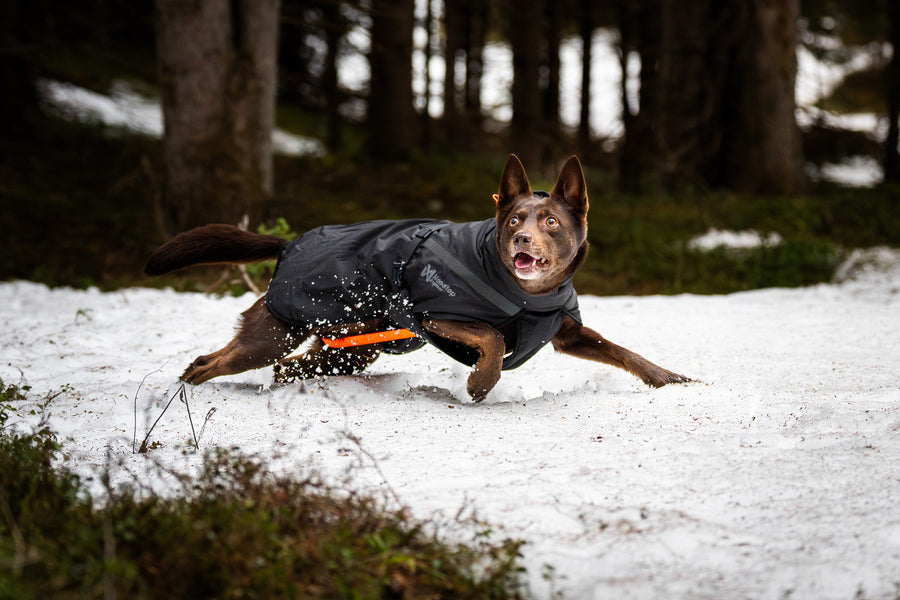 Trekking insulated dog jacket (1)