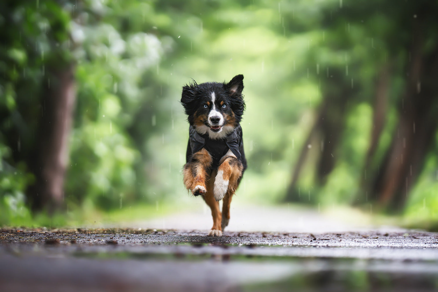 Unleash your potential | Non-stop dogwear
