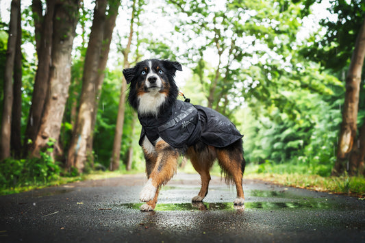 Trekking dog raincoat (1)