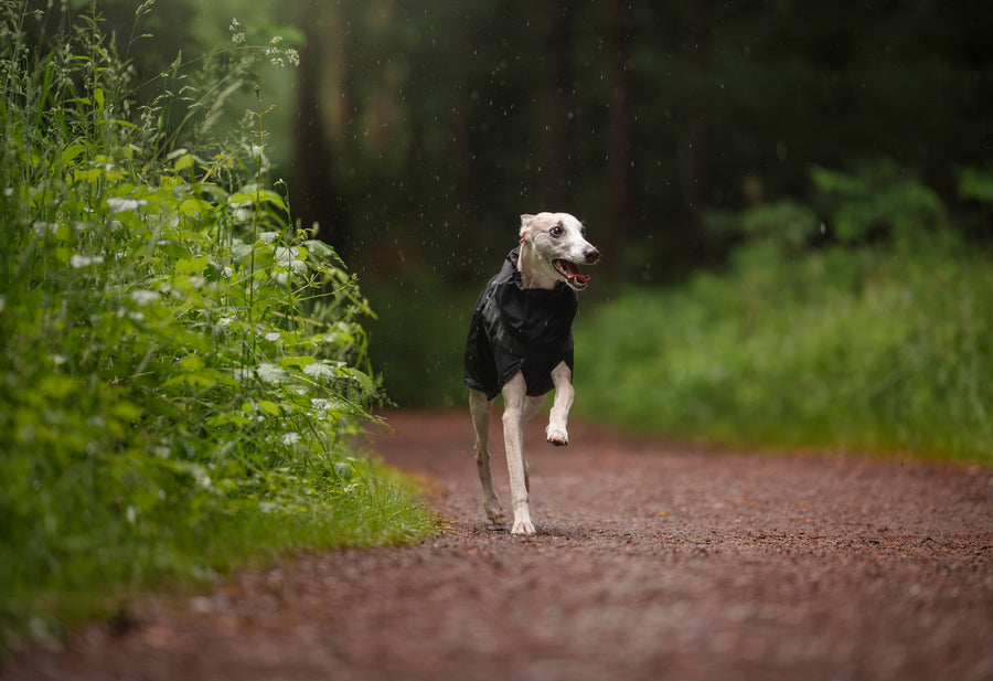 Trekking dog raincoat (2)