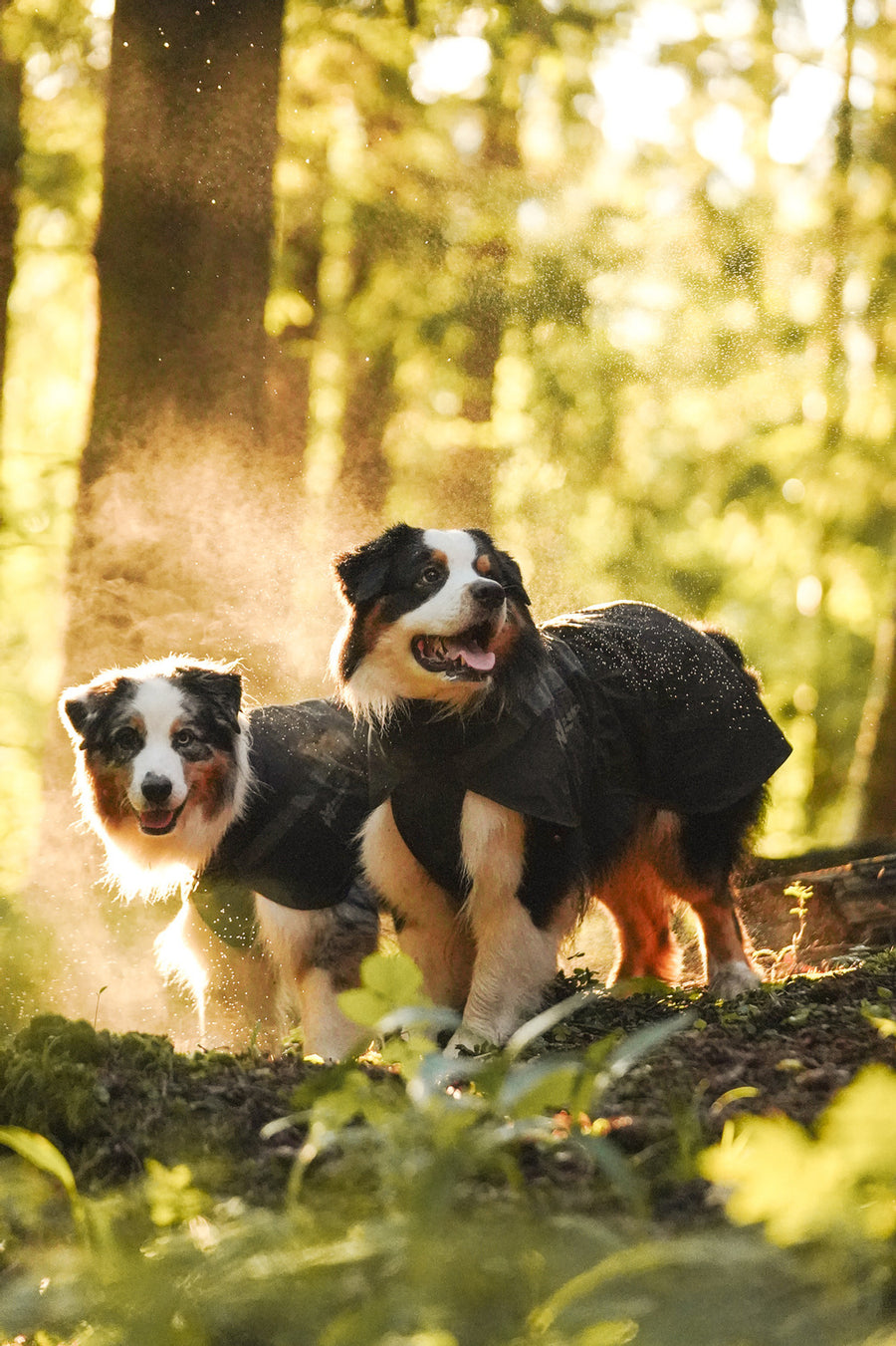 Trekking dog raincoat (6)