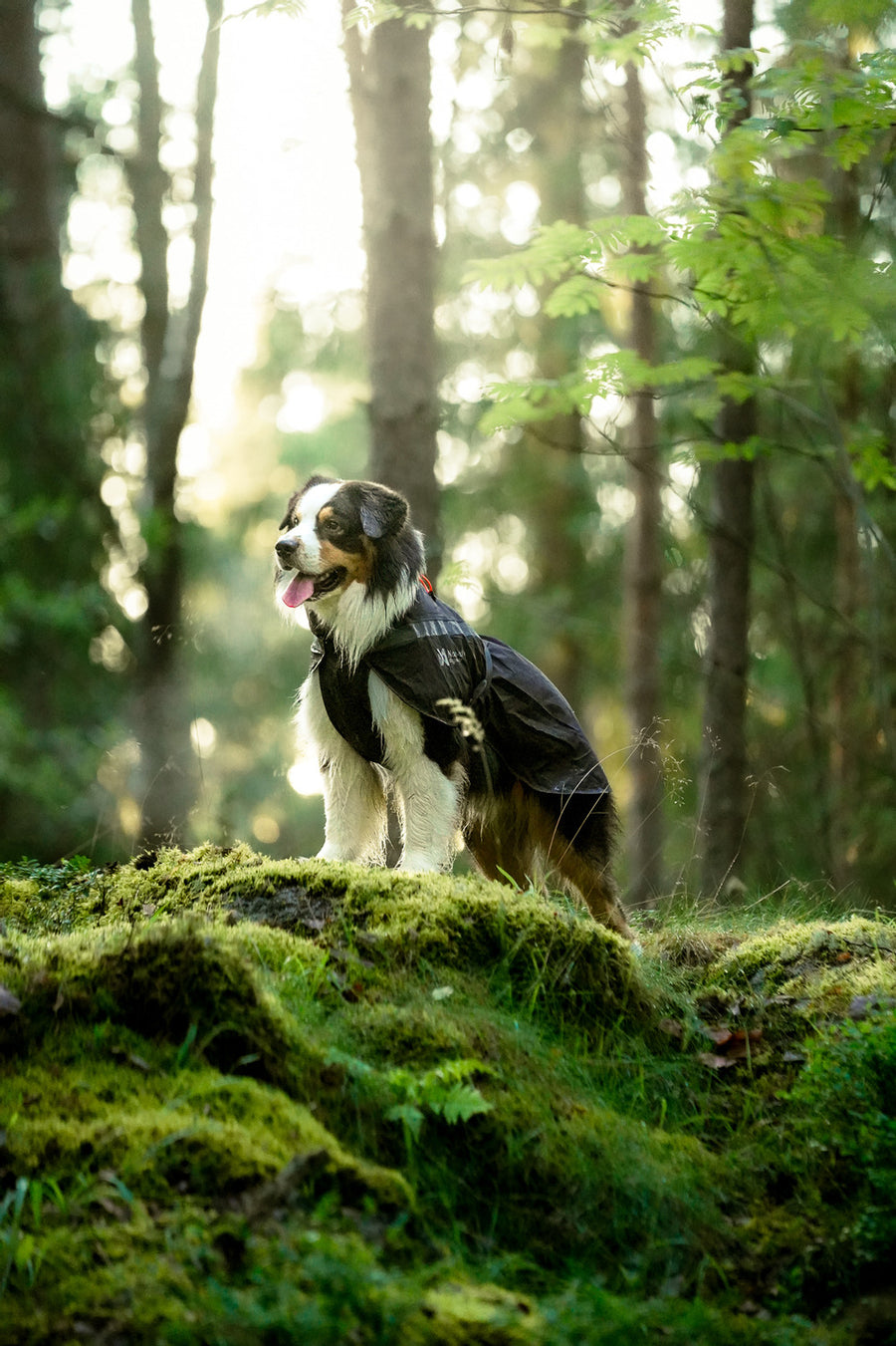 Trekking dog raincoat (7)