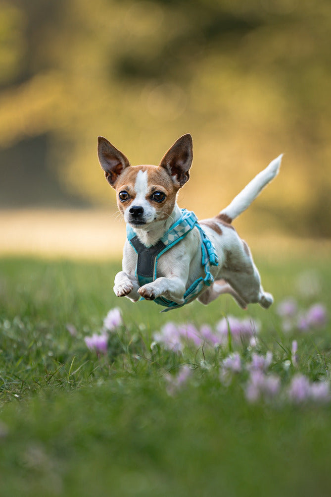 Unleash your potential | Non-stop dogwear