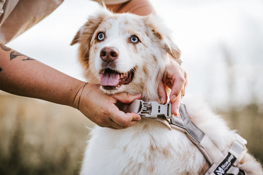Trekking line harness CLIP'N™ (1)