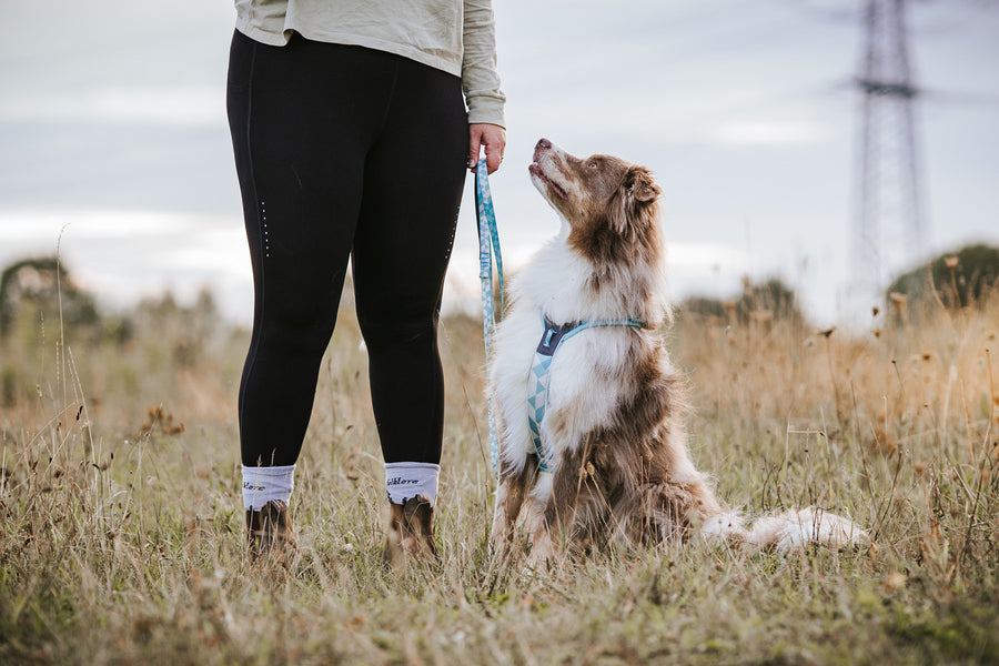 Trail quest leash (1)
