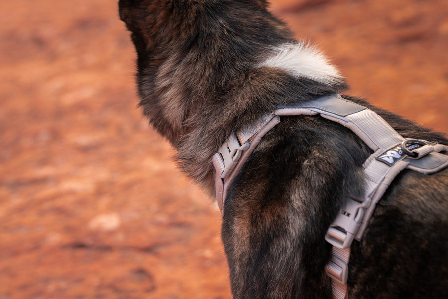 Trekking line harness CLIP'N™ (11)