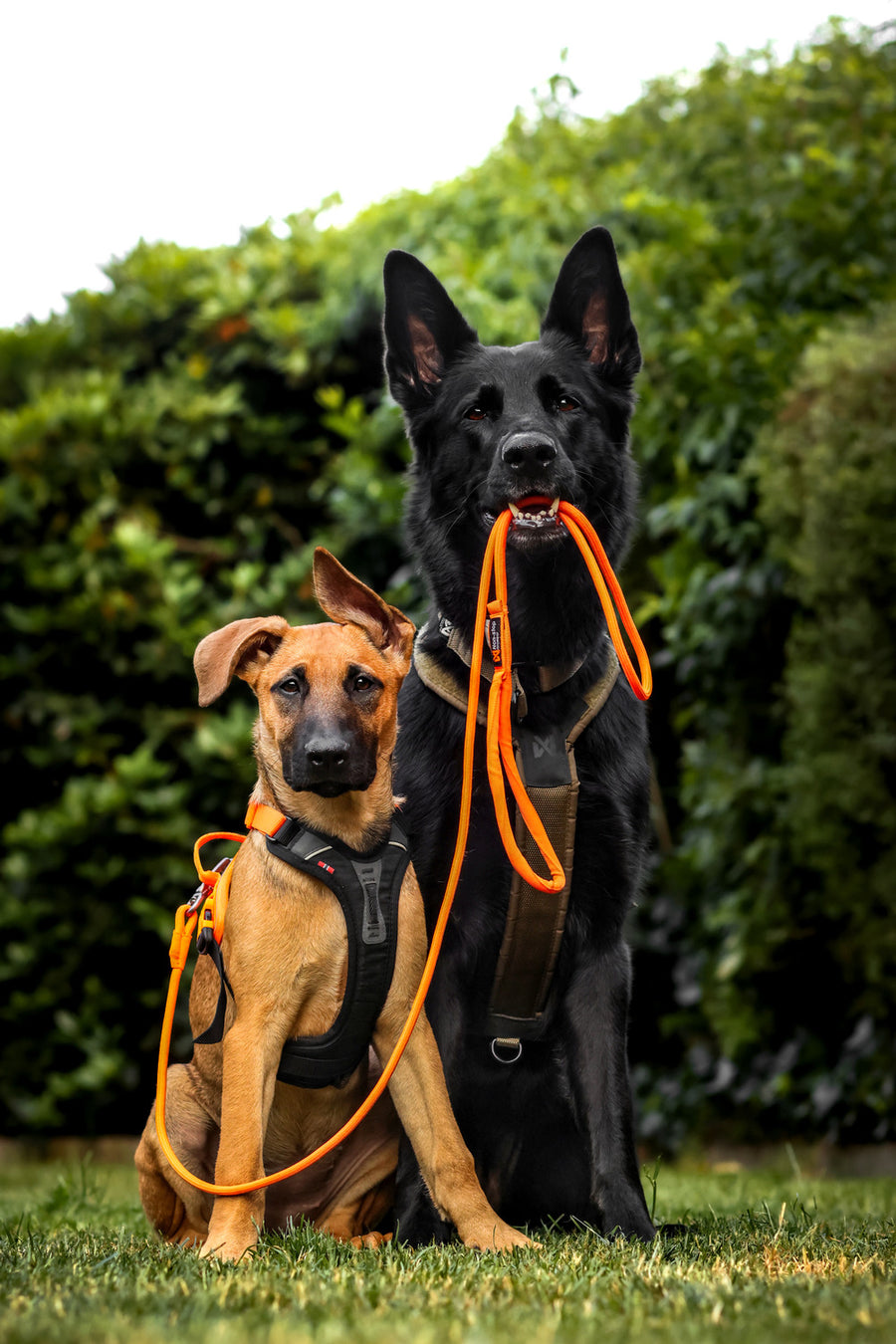 Trekking rope leash (3)