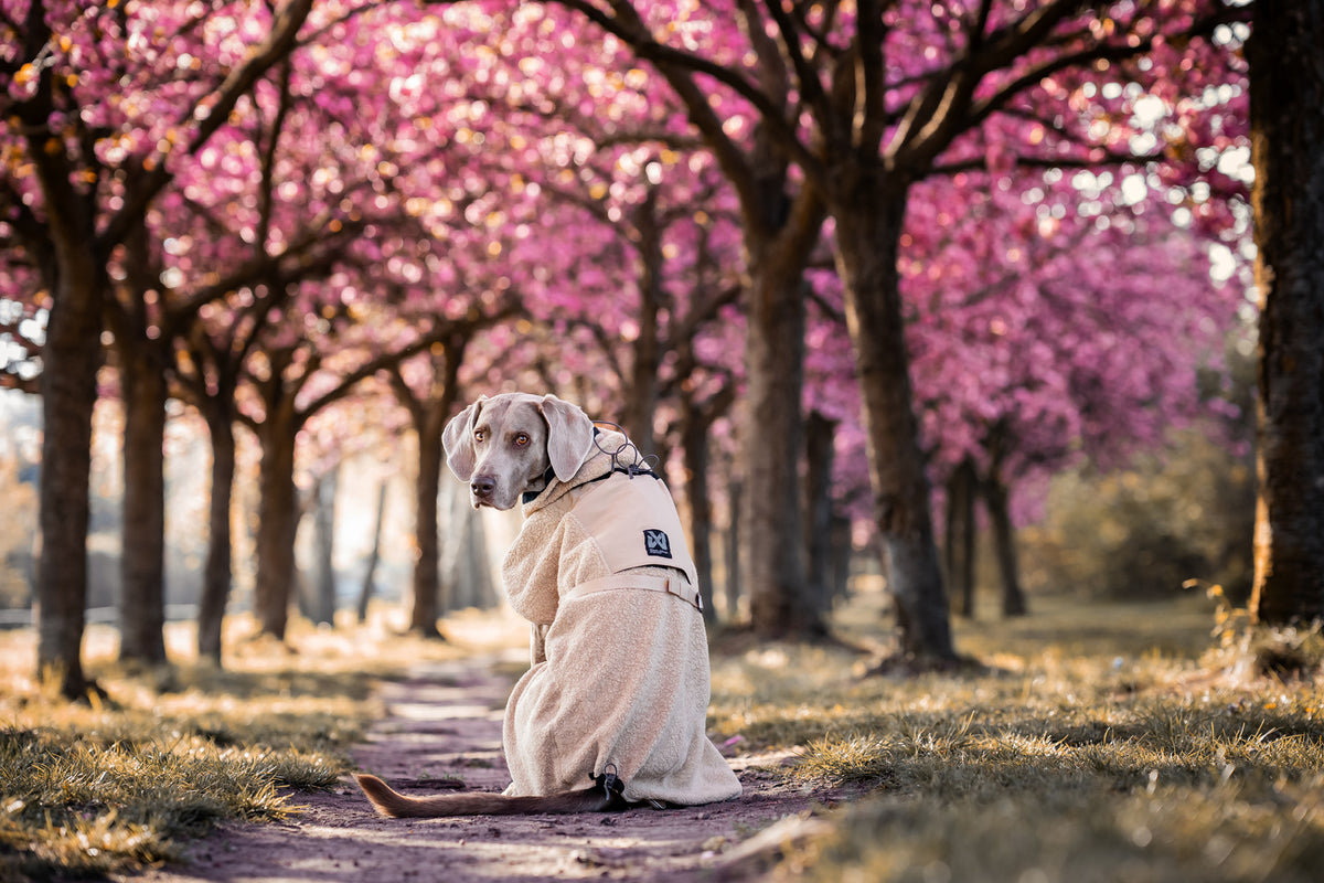 Wool dog jacket (3)