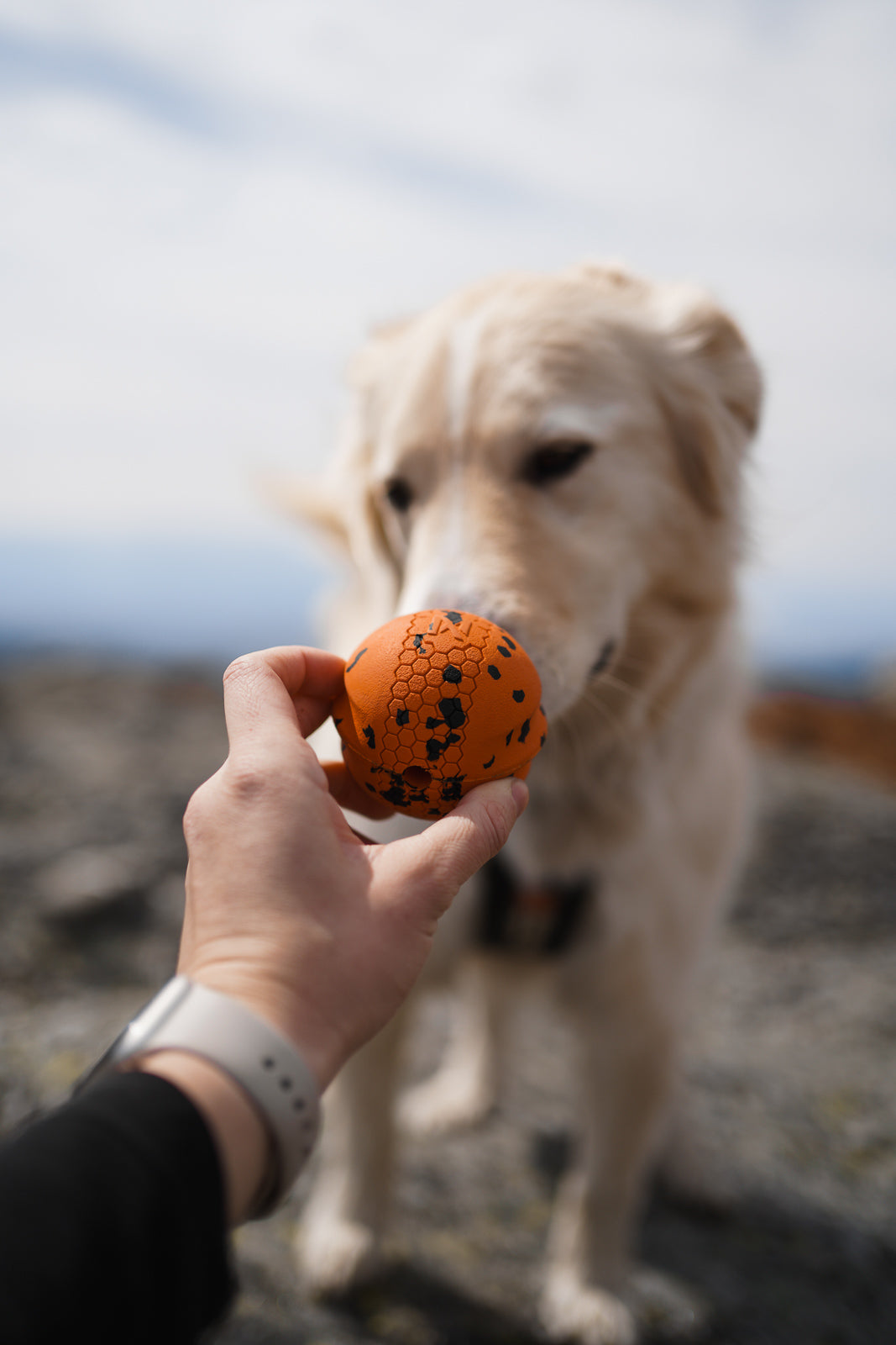 Dog ball