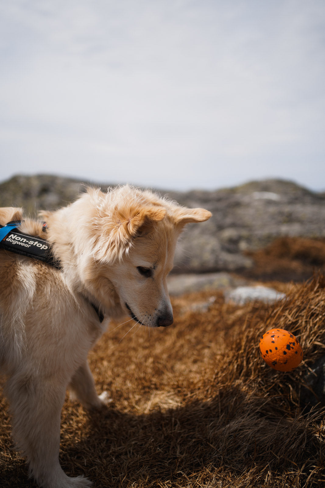 Dog ball