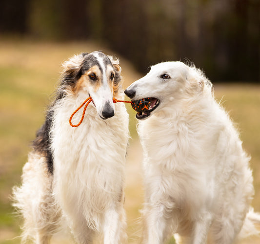 Dog ball on rope (1)